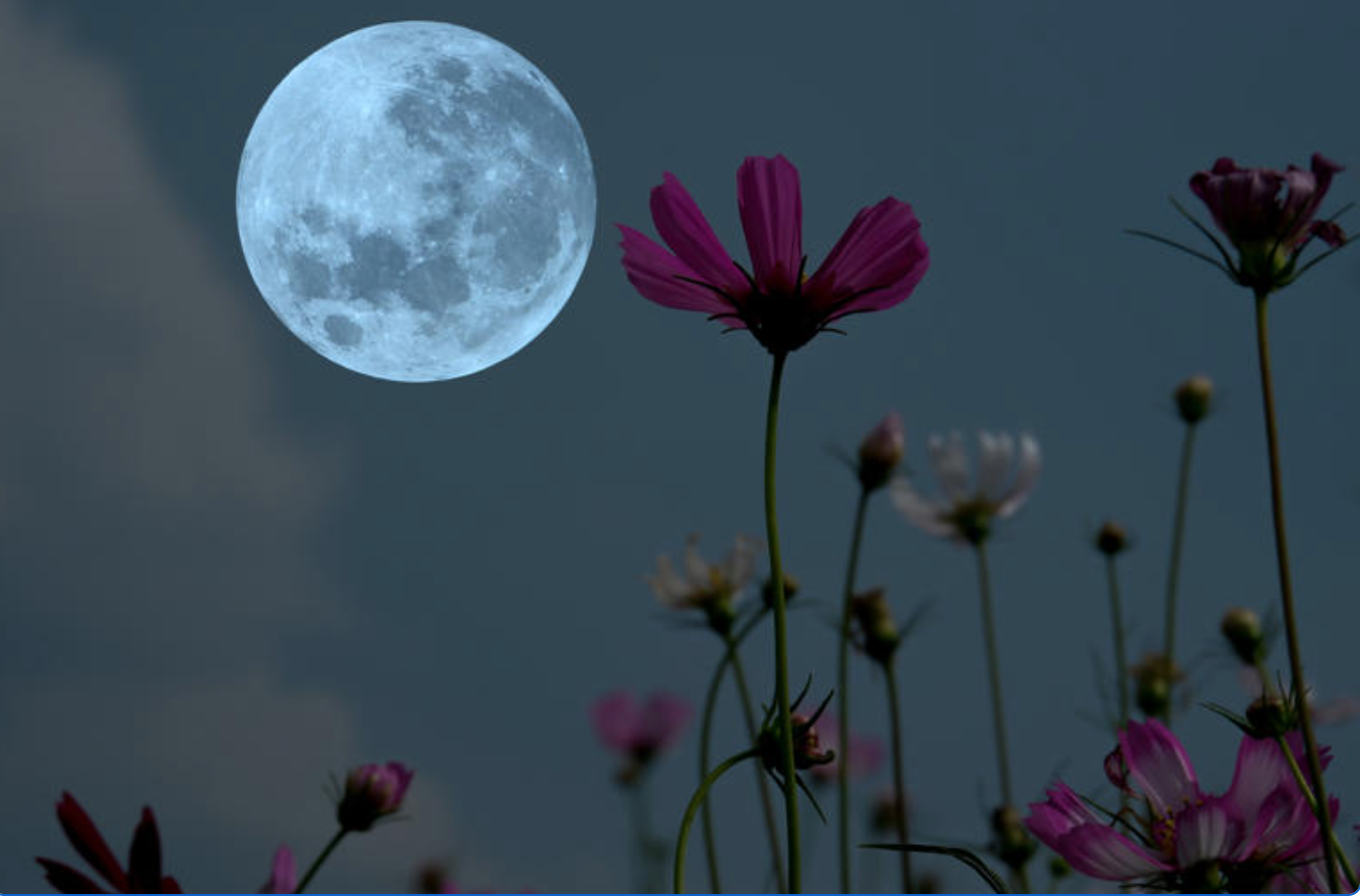 flower full moon to show the flower full moon